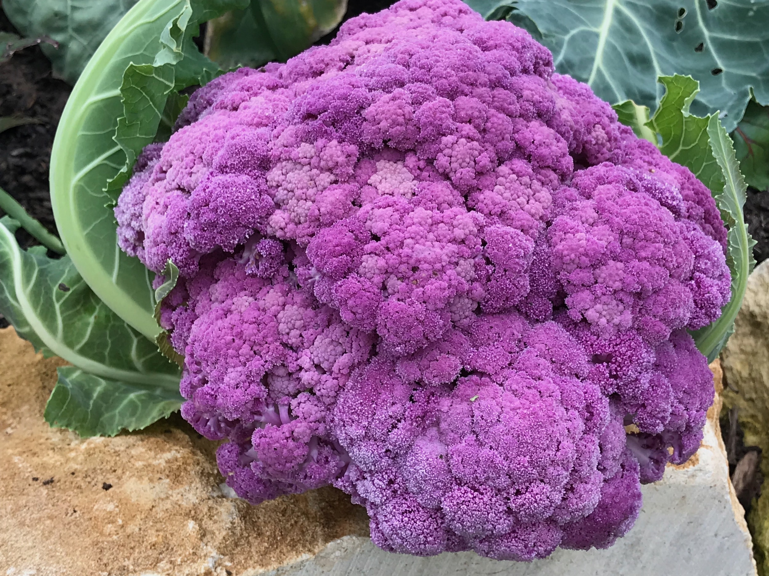 Purple cauliflower Ageless Gourmet