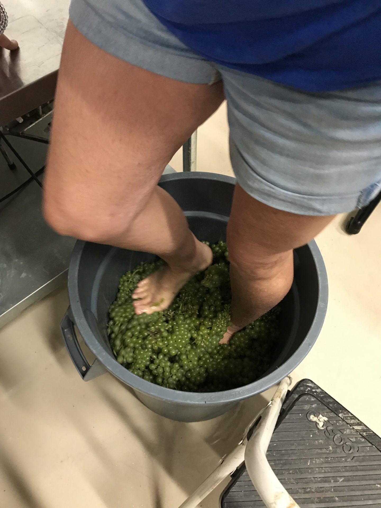 grape stomping Ageless Gourmet