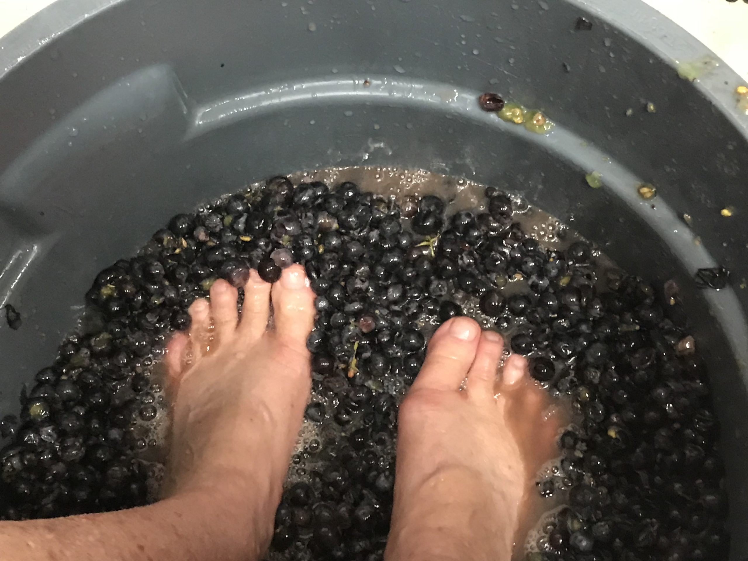 grape stomping Ageless Gourmet