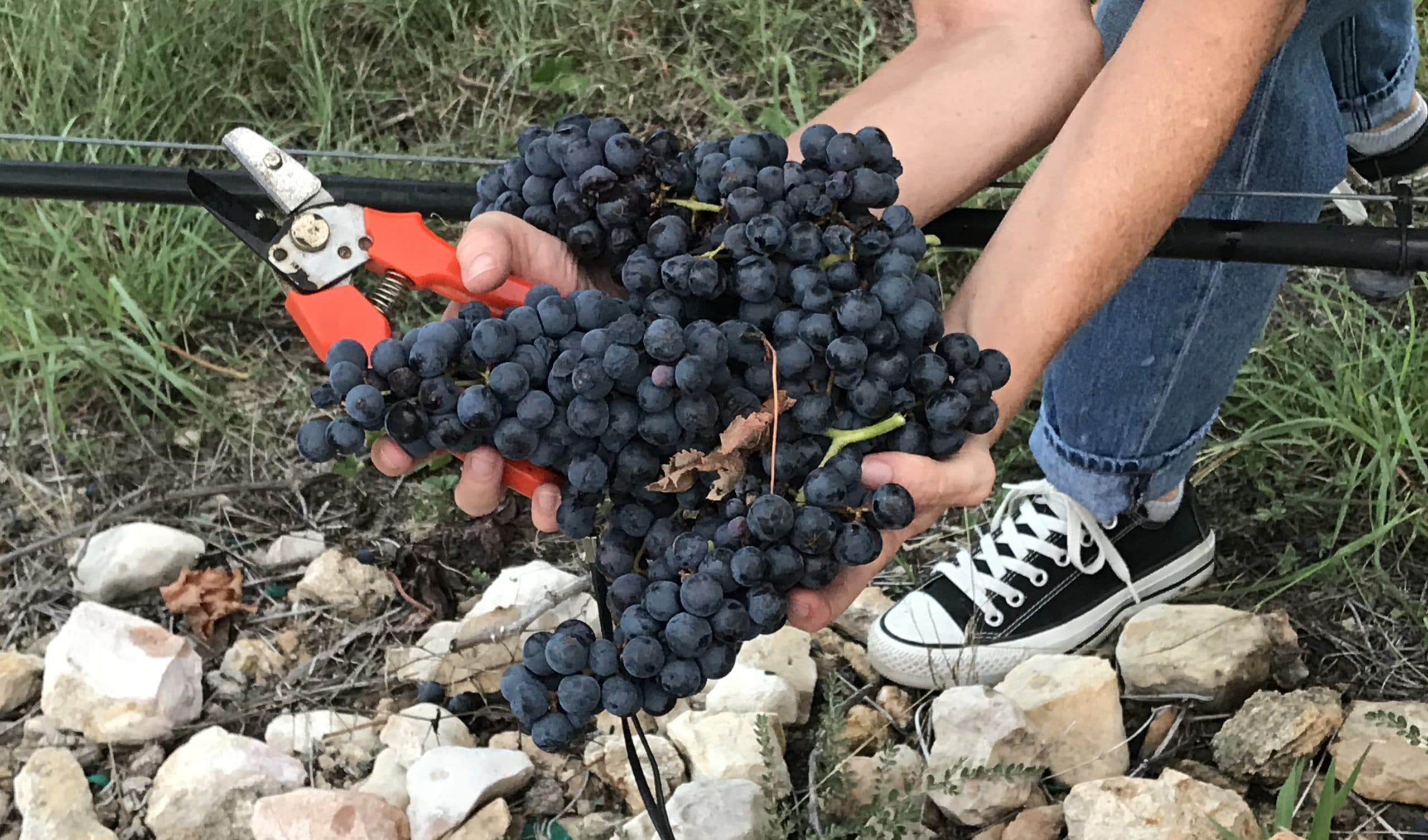 Grape Harvest in Central Texas