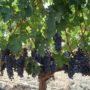 Ageless Gourmet grape vines